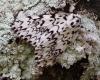 Lymantria monacha